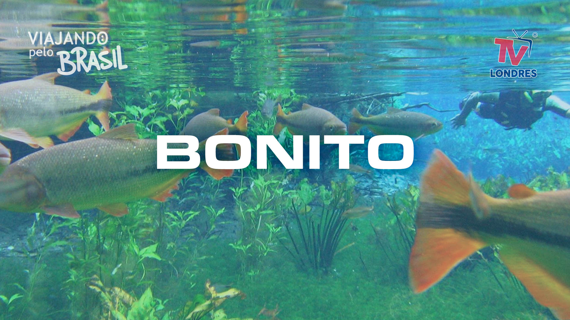 Bonito I